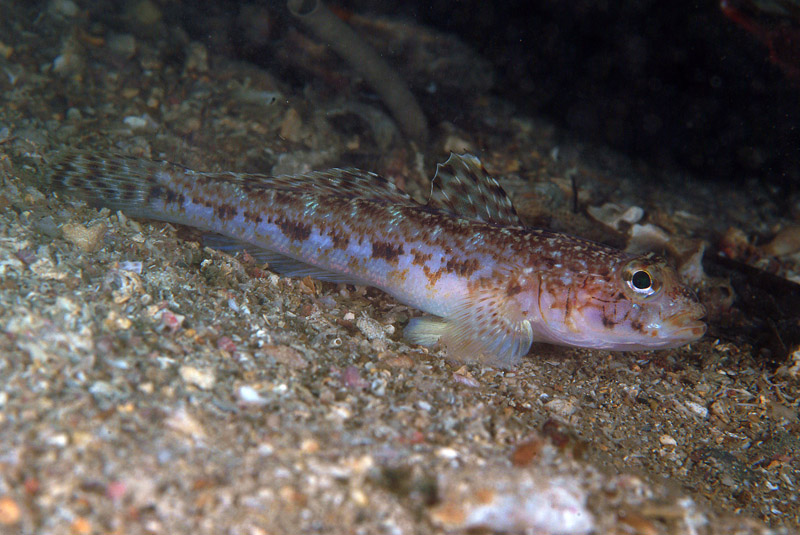 Thorogobius ephippiatus